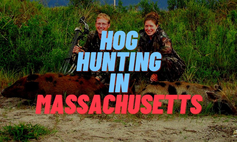 Hog Hunting In Massachusetts