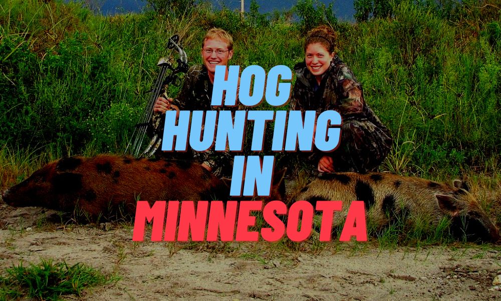 Hog Hunting In Minnesota
