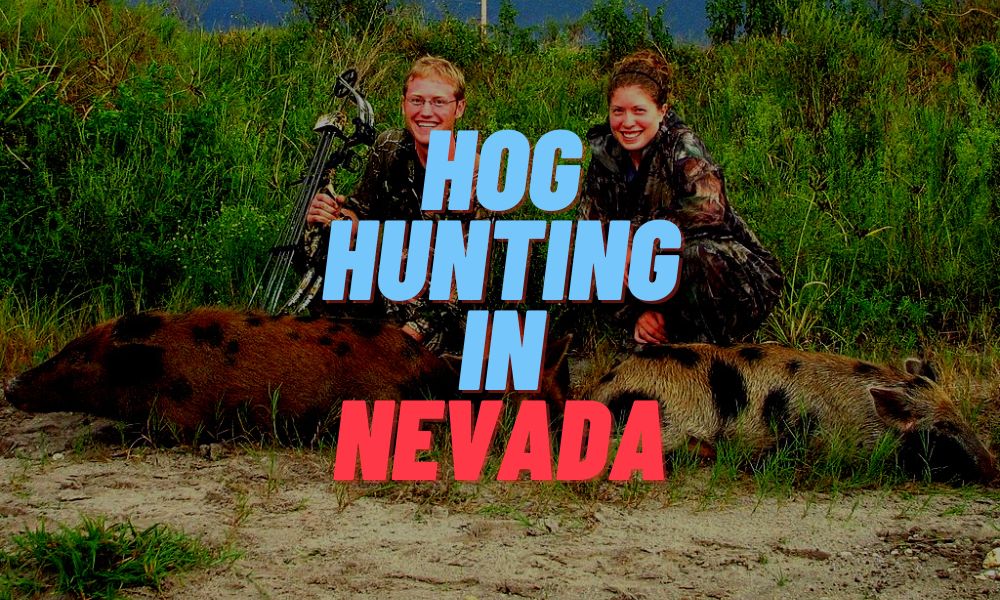Hog Hunting In Nevada