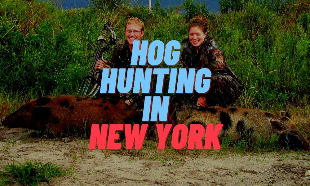 Hog Hunting In New York