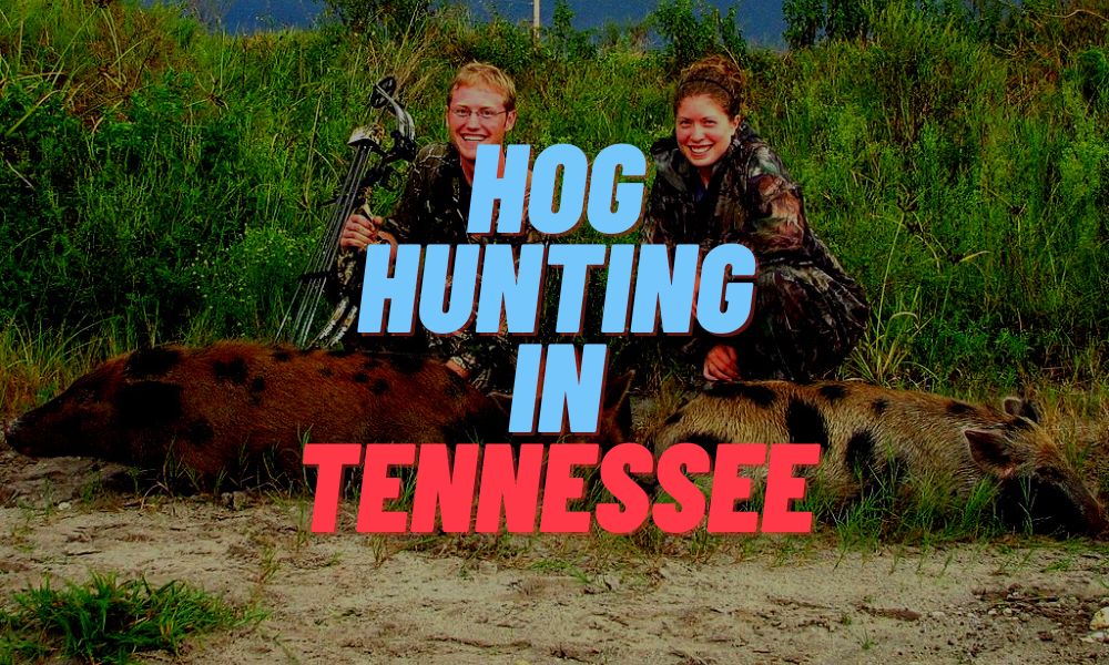 Hog Hunting In Tennessee