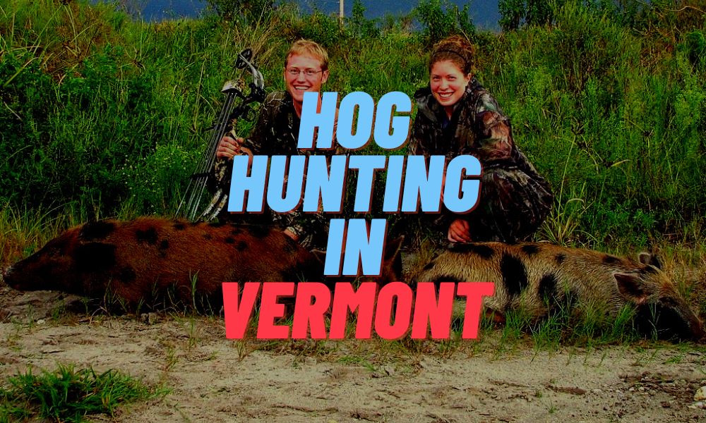 Hog Hunting In Vermont