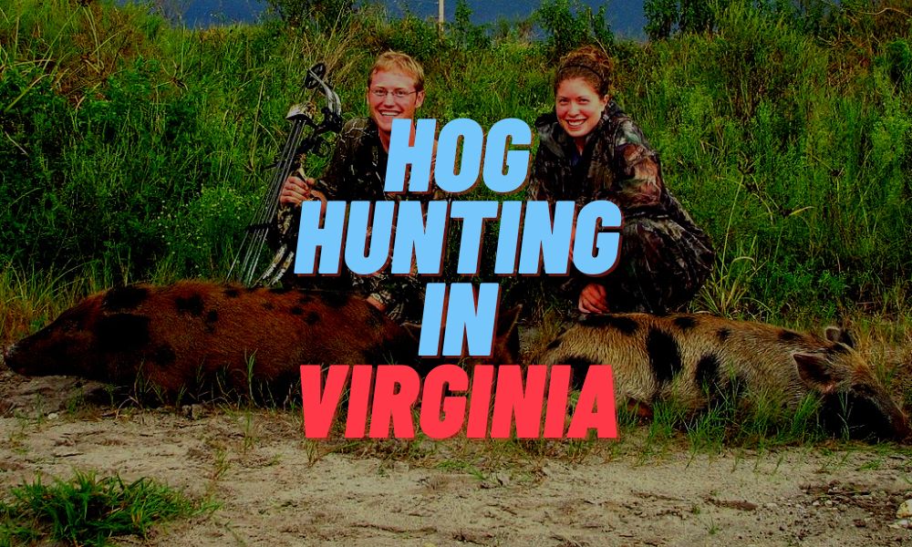 Hog Hunting In Virginia
