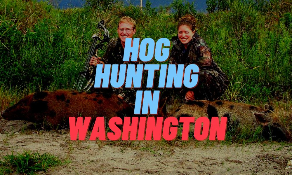 Hog Hunting In Washington