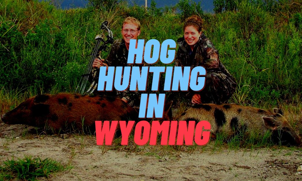 Hog Hunting In Wyoming