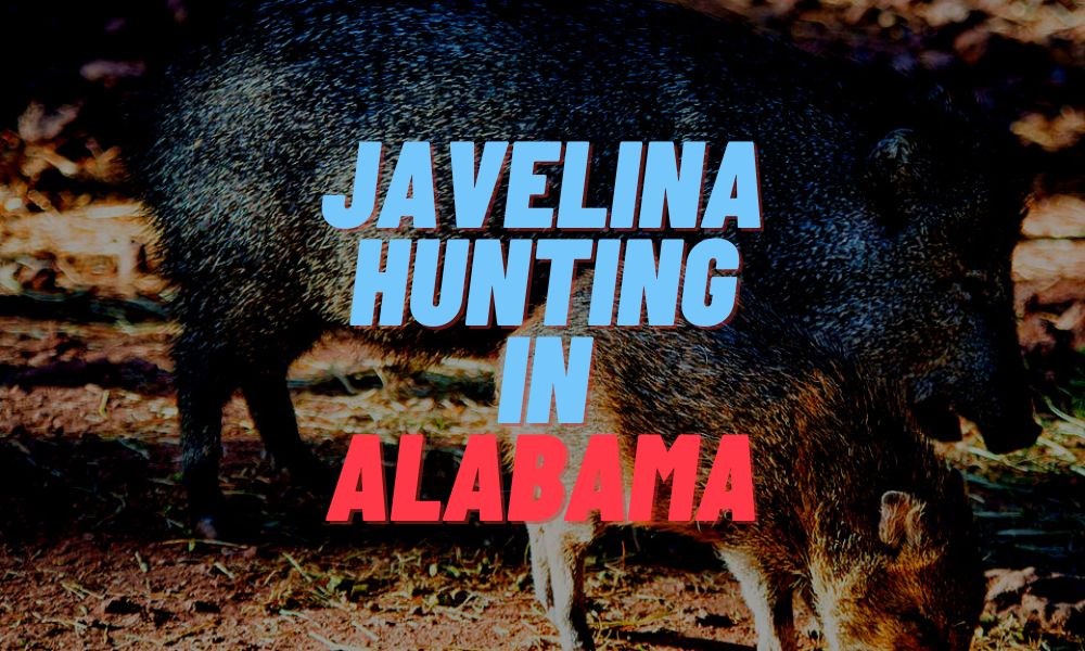 Javelina Hunting In Alabama