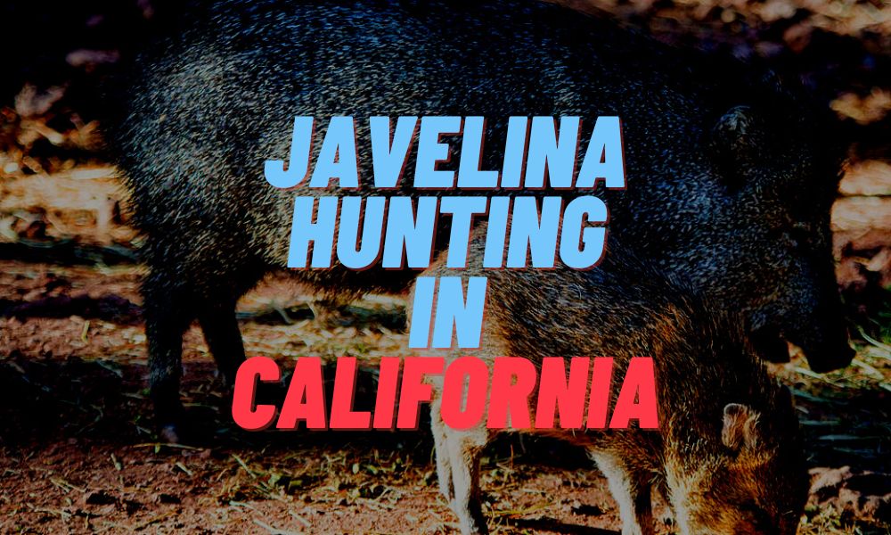 Javelina Hunting In California
