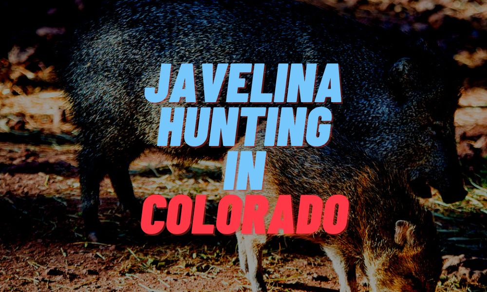 Javelina Hunting In Colorado