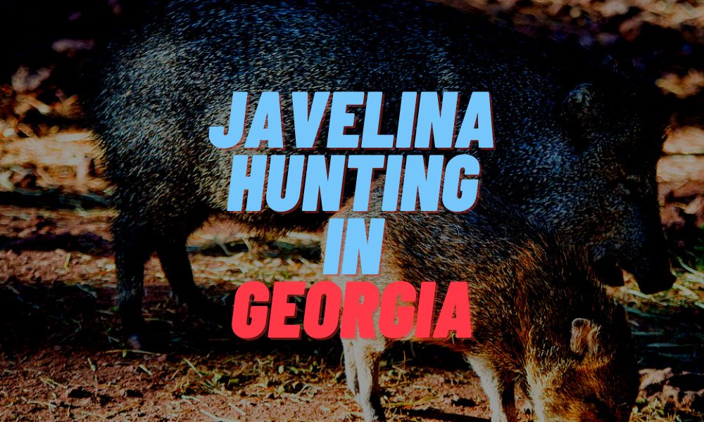 Javelina Hunting In Georgia