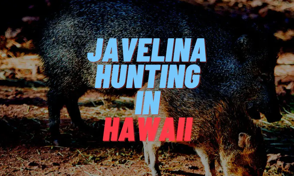 Javelina Hunting In Hawaii