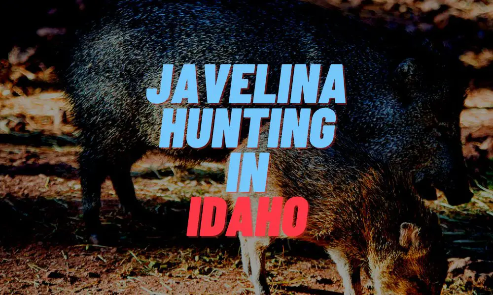 Javelina Hunting In Idaho