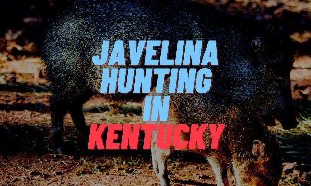 Javelina Hunting In Kentucky