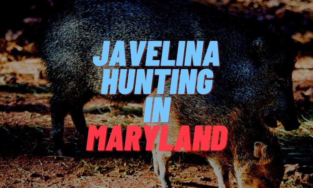 Javelina Hunting In Maryland
