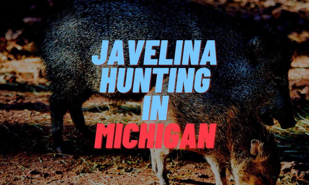 Javelina Hunting In Michigan
