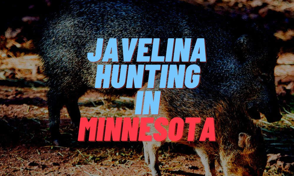 Javelina Hunting In Minnesota