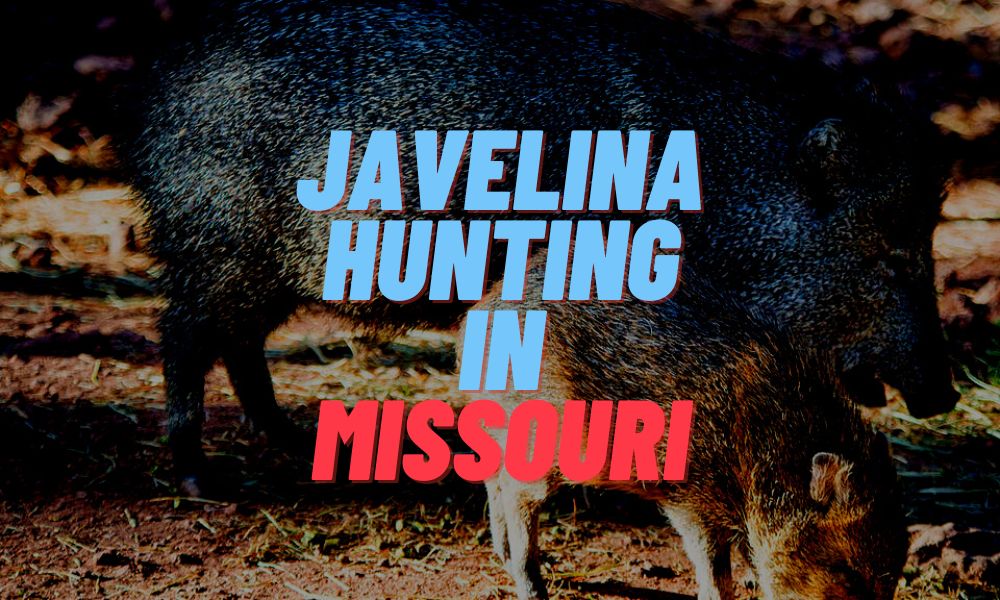 Javelina Hunting In Missouri