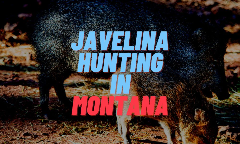 Javelina Hunting In Montana