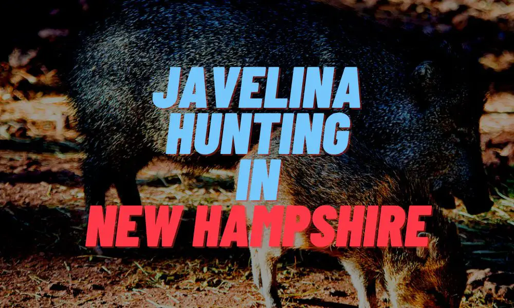 Javelina Hunting In New Hampshire