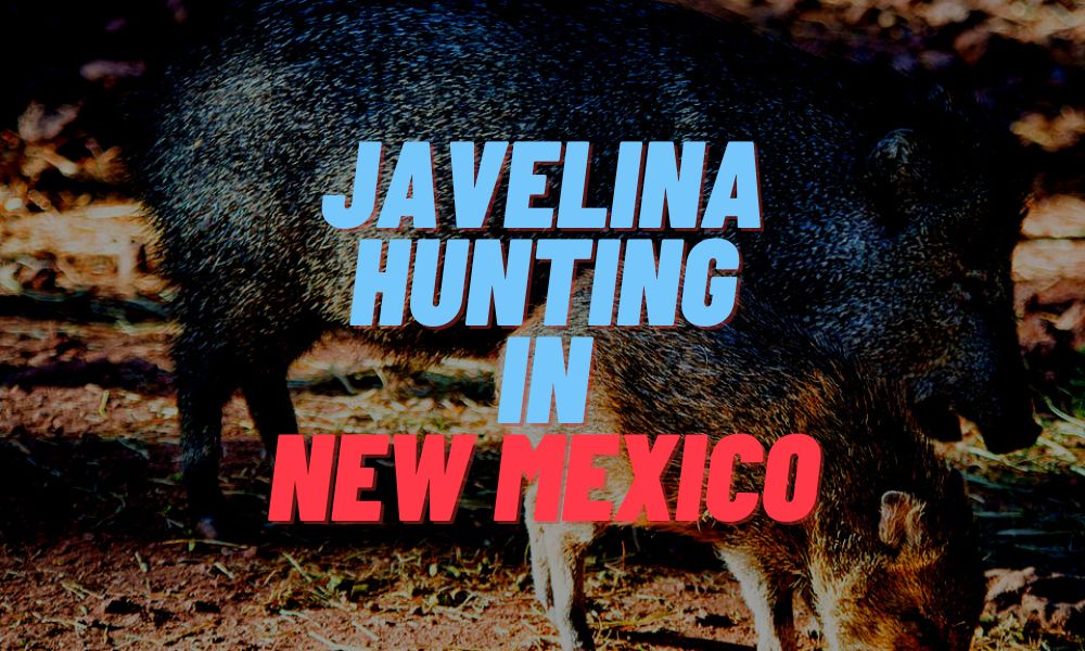 Javelina Hunting In New Mexico