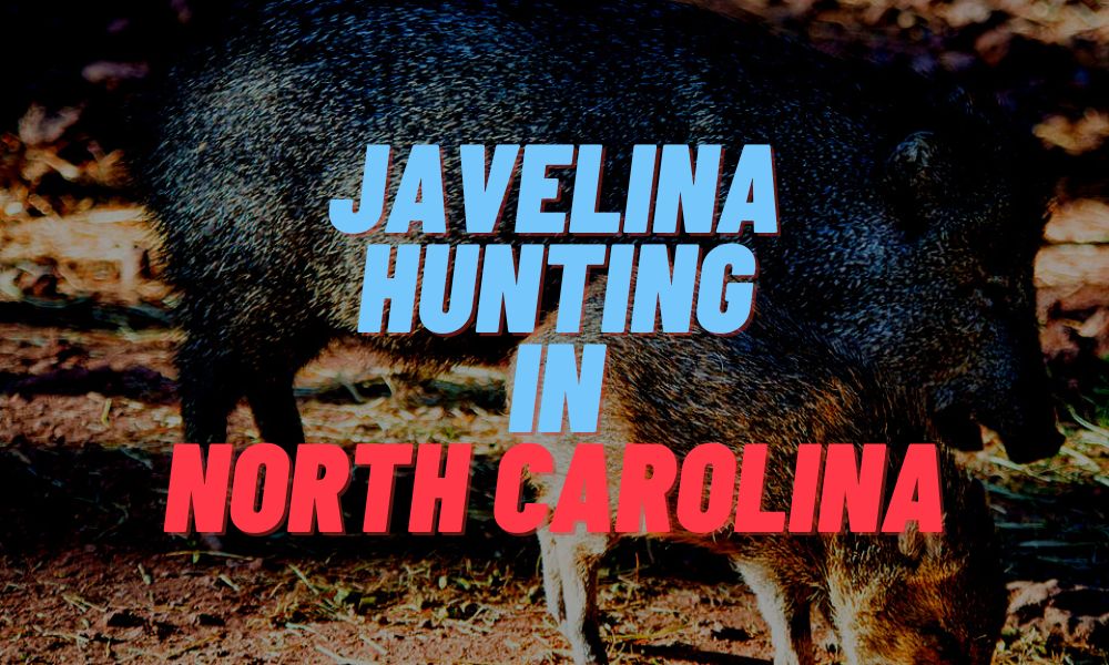 Javelina Hunting In North Carolina