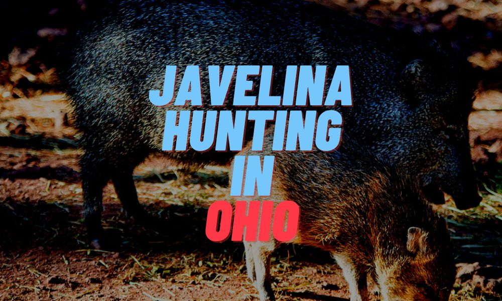 Javelina Hunting In Ohio