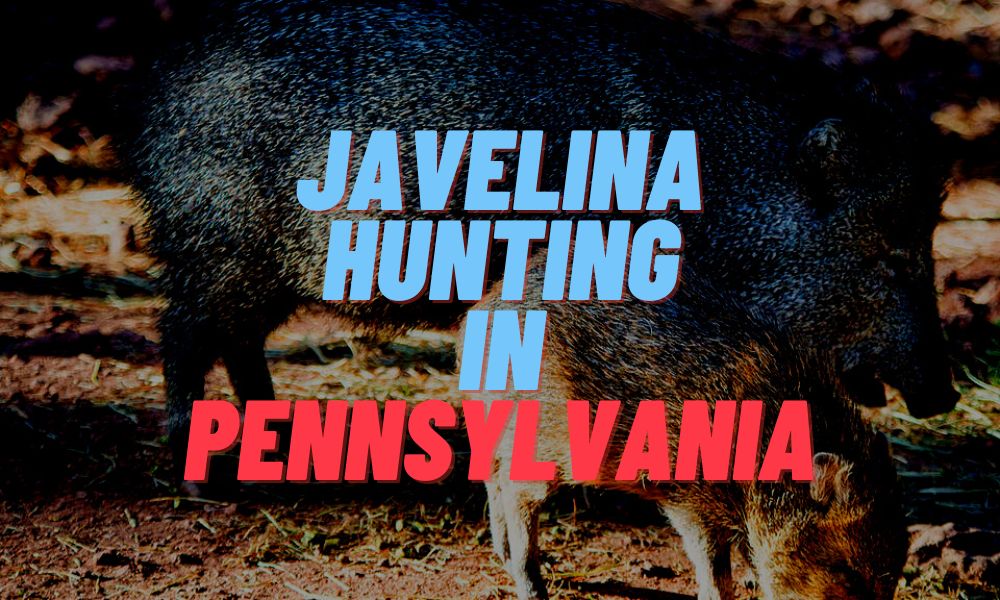 Javelina Hunting In Pennsylvania