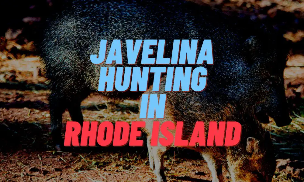 Javelina Hunting In Rhode Island