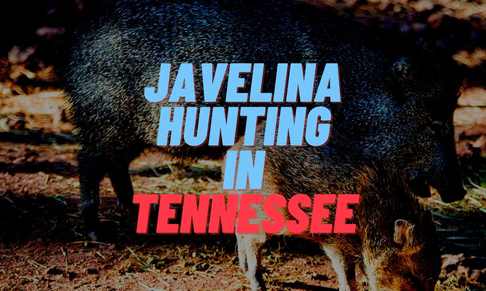 Javelina Hunting In Tennessee