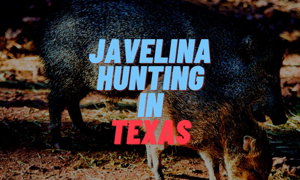 Javelina Hunting In Texas