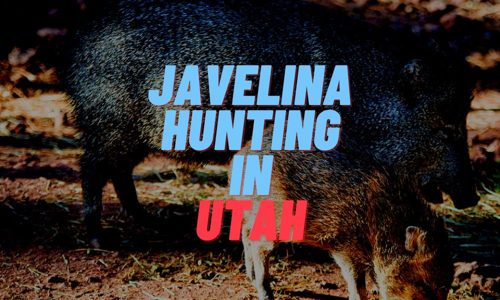 Javelina Hunting In Utah