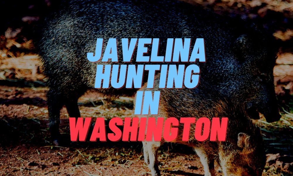 Javelina Hunting In Washington