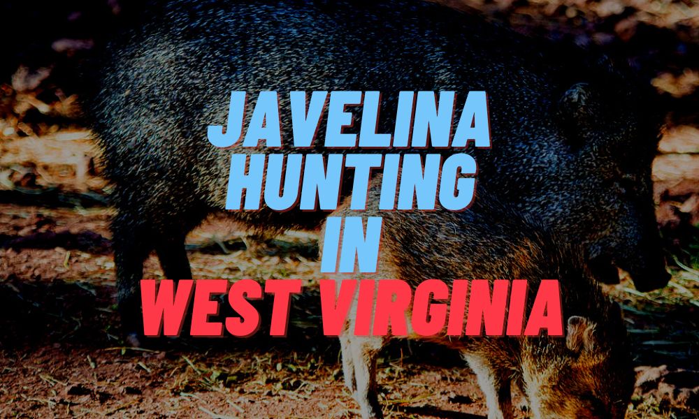 Javelina Hunting In West Virginia