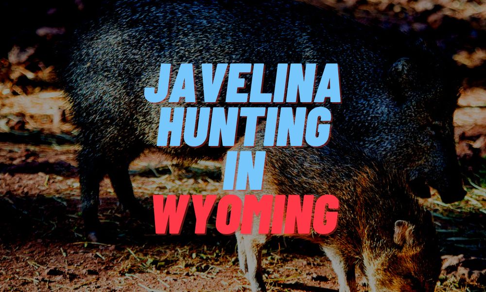 Javelina Hunting In Wyoming