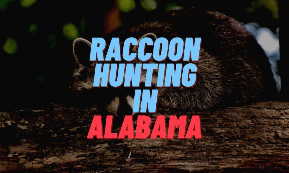 Raccoon Hunting in Alabama