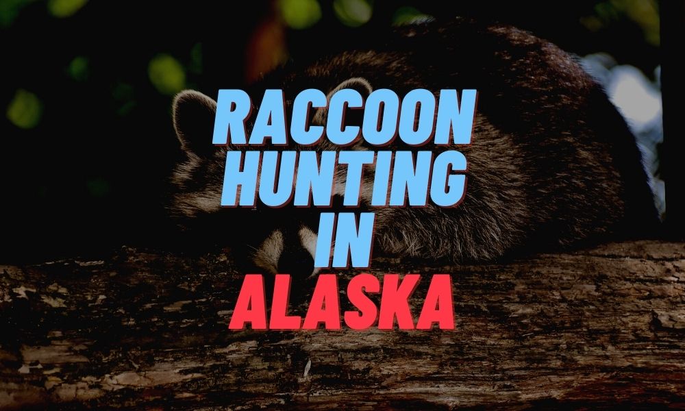 Raccoon Hunting in Alaska