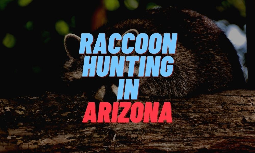 Raccoon Hunting in Arizona