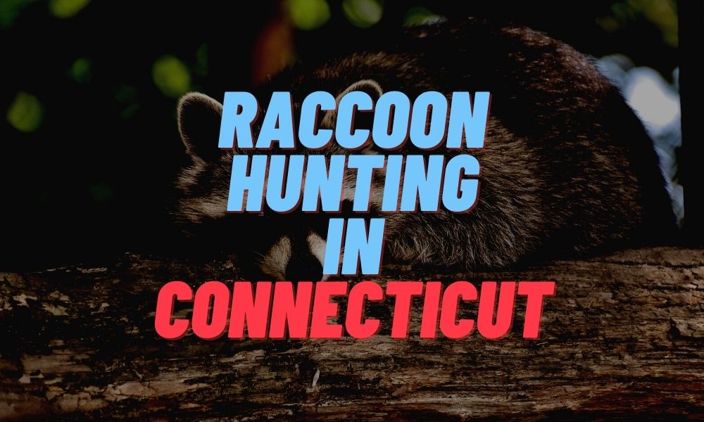 Raccoon Hunting in Connecticut