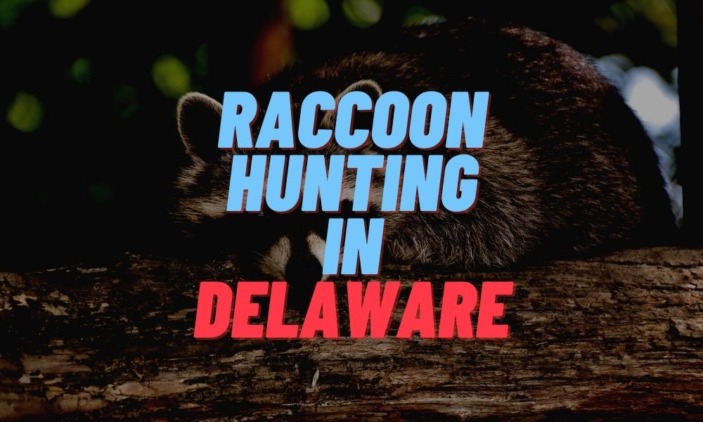 Raccoon Hunting in Delaware