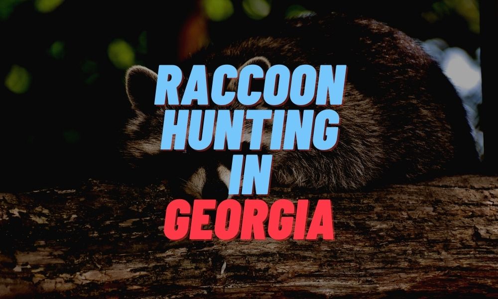 Raccoon Hunting in Georgia