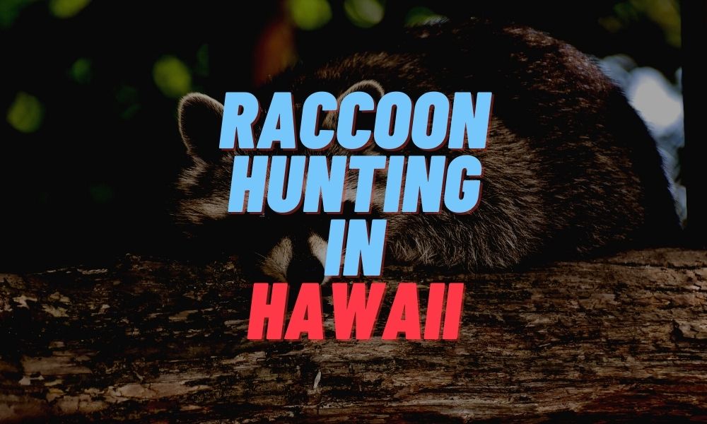 Raccoon Hunting in Hawaii