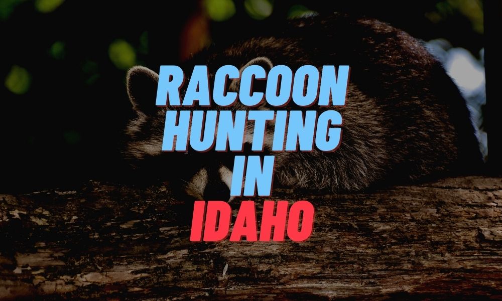 Raccoon Hunting in Idaho