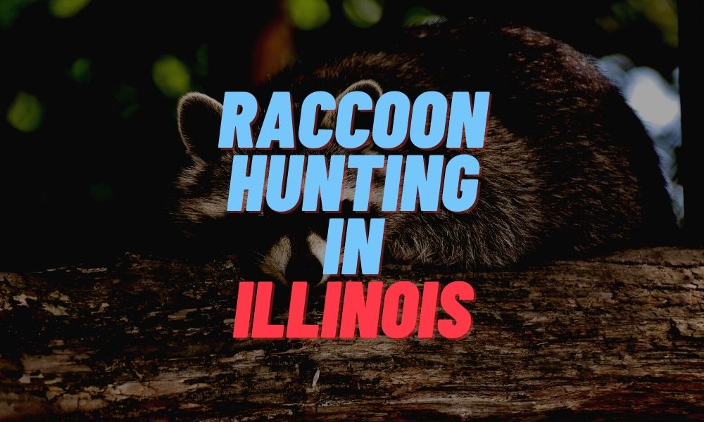 Raccoon Hunting in Illinois