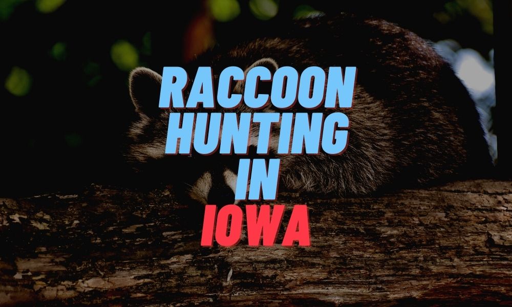 Raccoon Hunting in Iowa