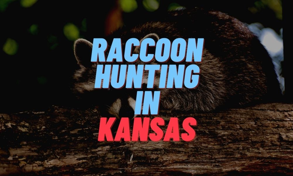 Raccoon Hunting in Kansas
