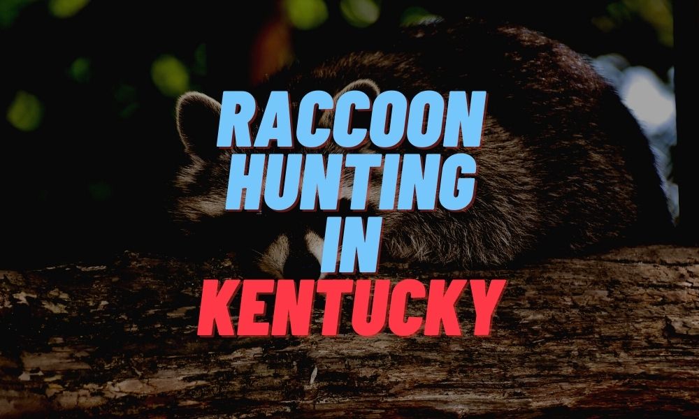 Raccoon Hunting in Kentucky