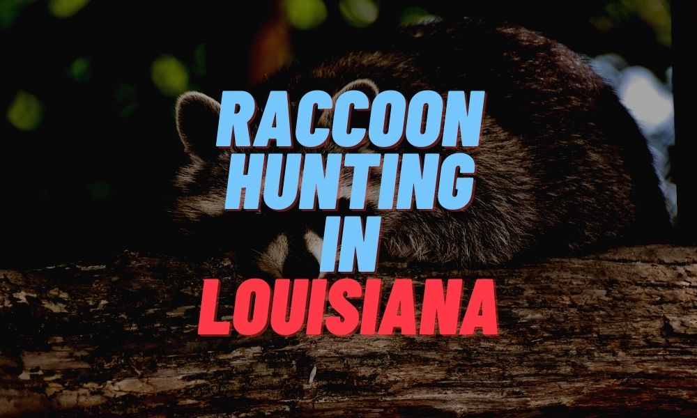 Raccoon Hunting in Louisiana
