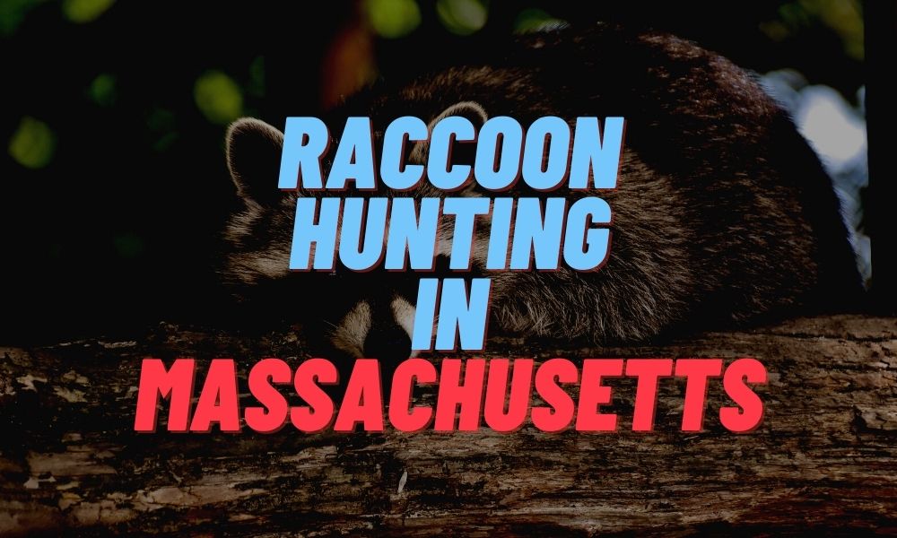 Raccoon Hunting in Massachusetts