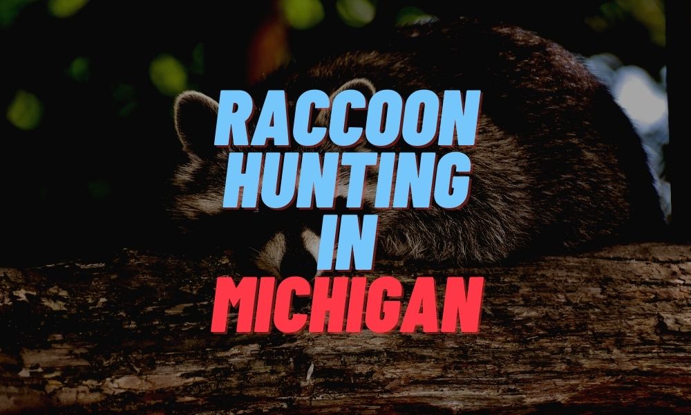 Raccoon Hunting in Michigan