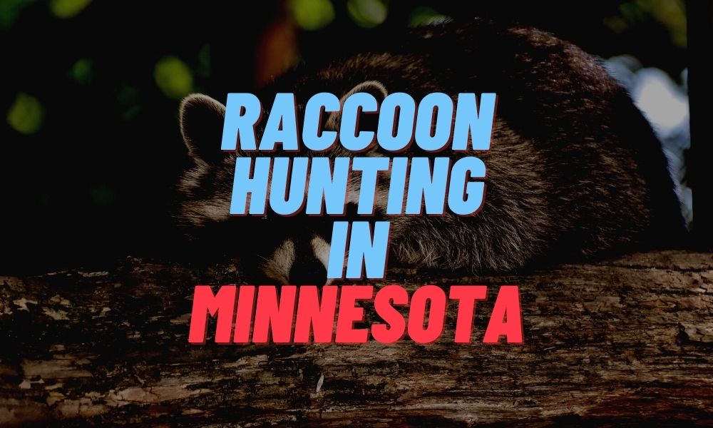 Raccoon Hunting in Minnesota