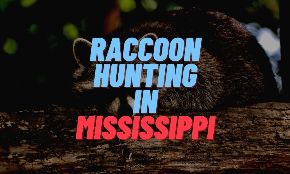 Raccoon Hunting in Mississippi